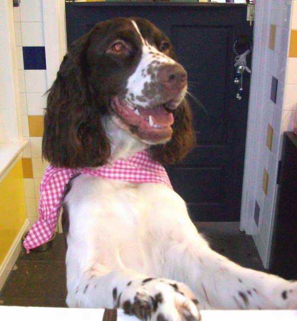 Springer Spaniel