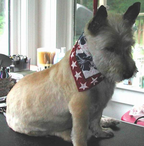 cairn terrier