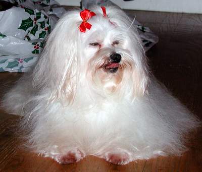 maltese