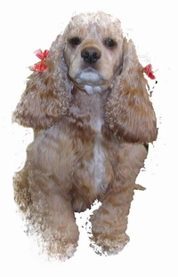 cocker spaniel