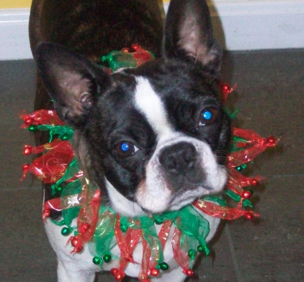 Boston Terrier