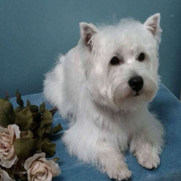 Westie