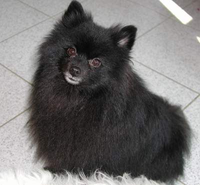 pomeranian