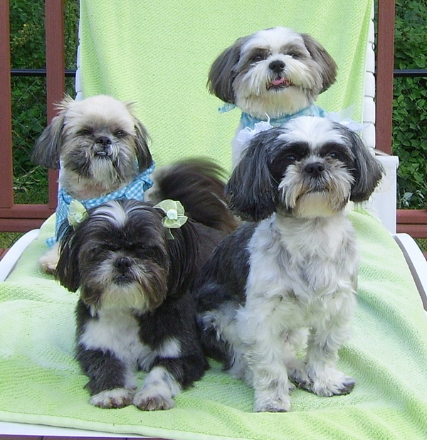 Shih Tzu