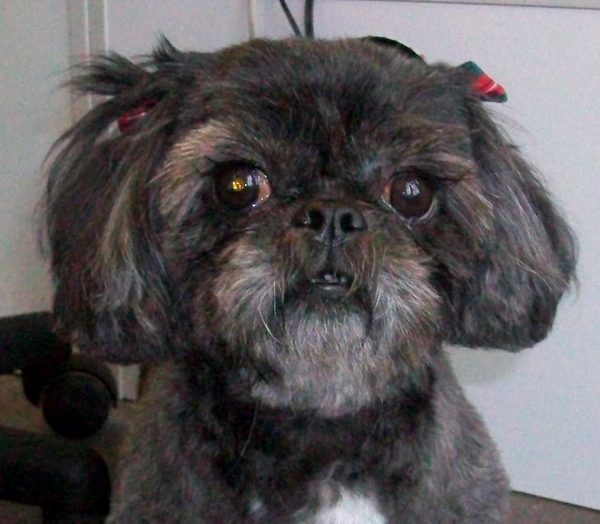 Shih Tzu