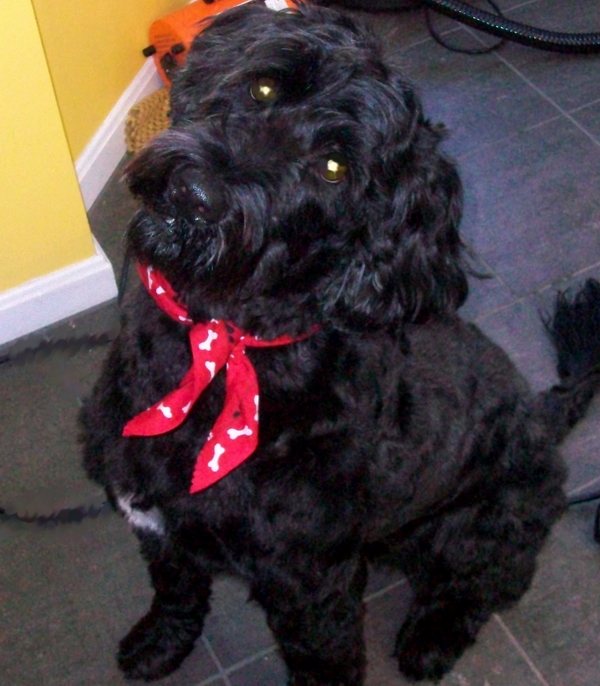 Portugese Water Dog