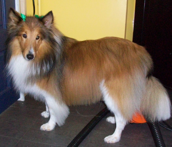 Shetland Sheepdog