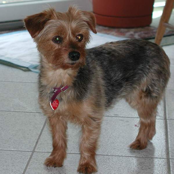 yorkshire terrier